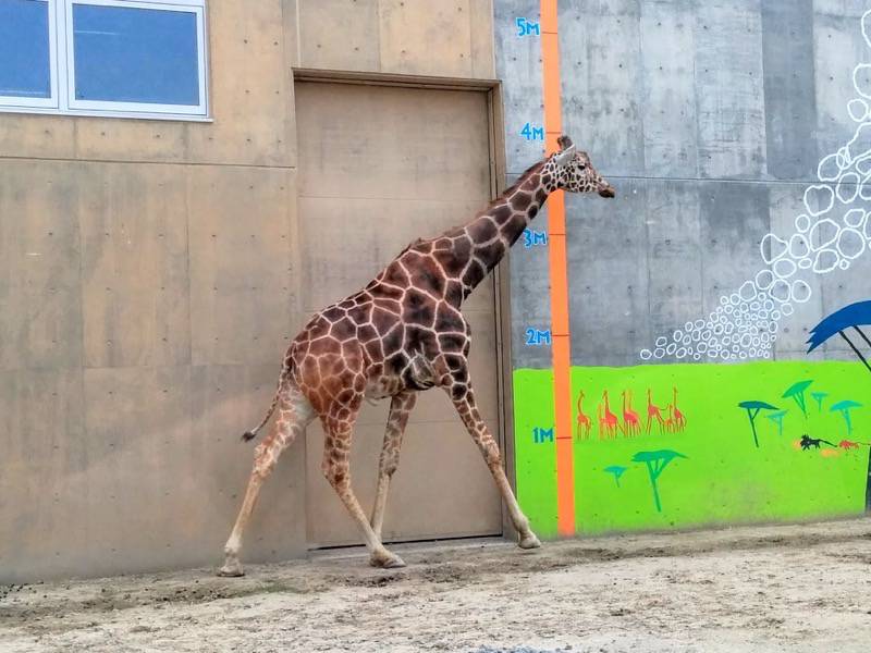 旭山動物園-アミメキリン5.jpg 旭山動物園 アミメキリン5