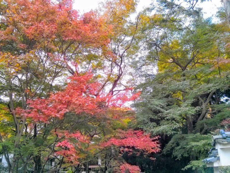 東福寺 龍吟庵の紅葉２