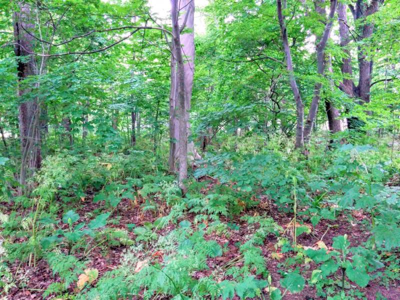 北海道大学植物園-樹木園2.jpg 北海道大学植物園 樹木園2