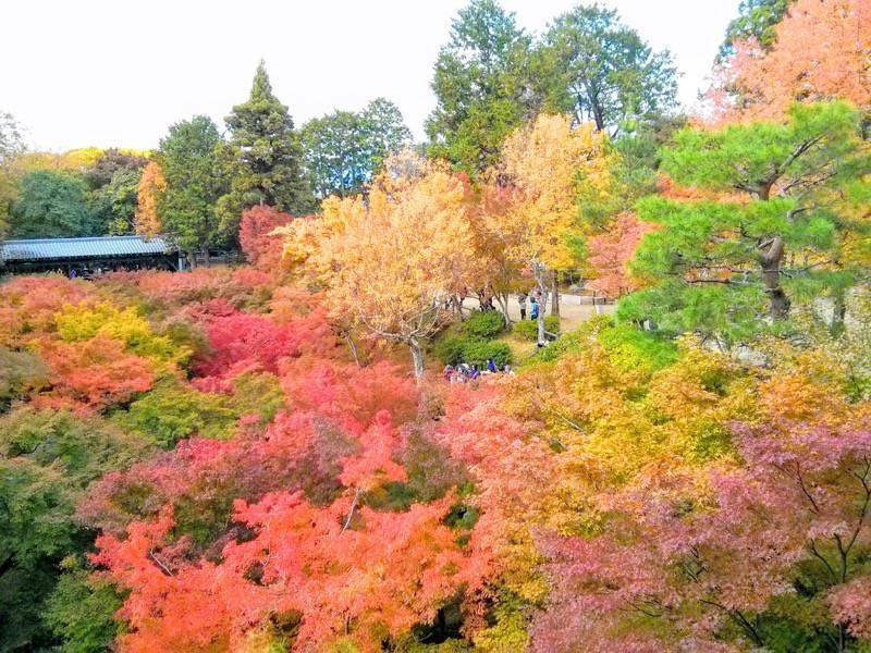 東福寺 通天橋付近の紅葉６