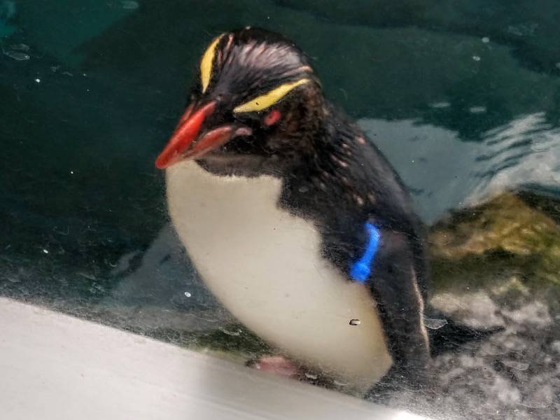 旭山動物園 ペンギン１５