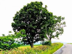 親子の木とマイルドセブンの丘｜北海道美瑛町