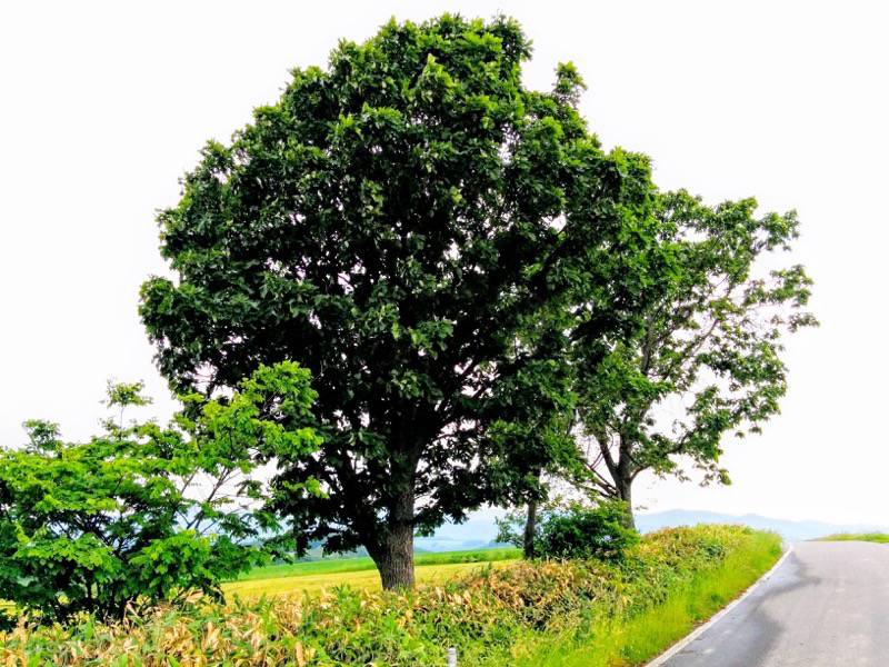 美瑛 親子の木３