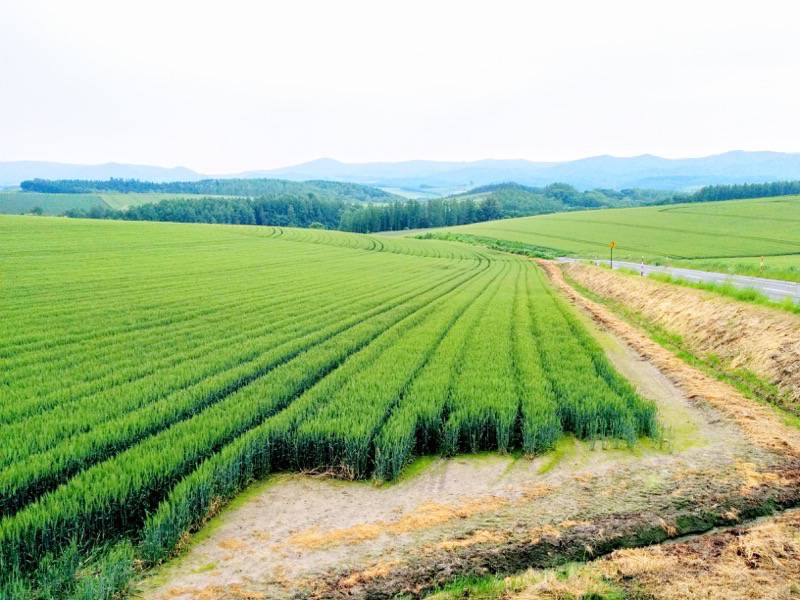美瑛 セブンスターの木付近の景色８