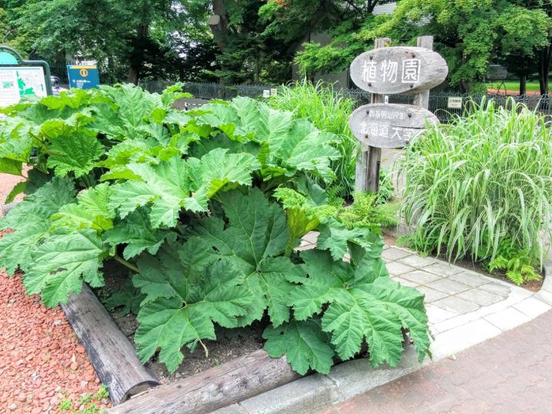 北海道大学植物園-外の入園ゲート付近.jpg 北海道大学植物園 外の入園ゲート付近
