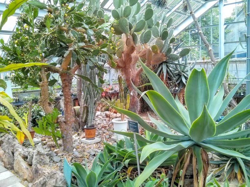 北海道大学植物園 温室園B棟１５多肉植物 ６号室