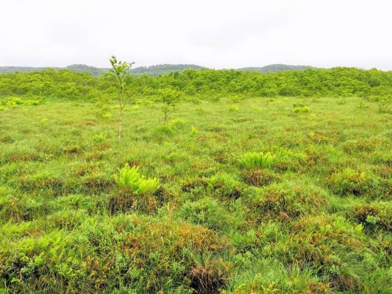 温根内木道7−12.jpg 温根内木道7−12