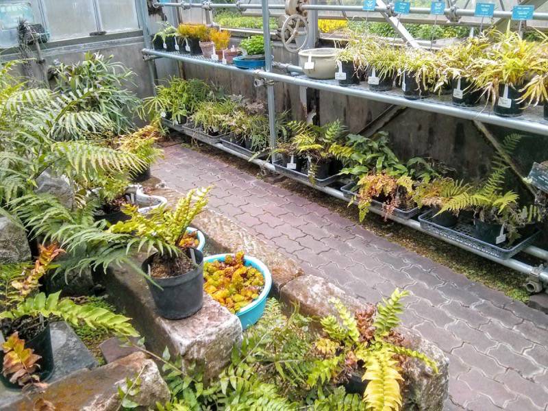 北海道大学植物園 温室園A棟１２シダ植物 ３号室
