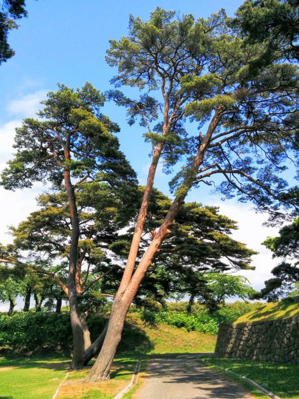 五稜郭公園-アカマツ4.jpg 五稜郭公園 アカマツ4