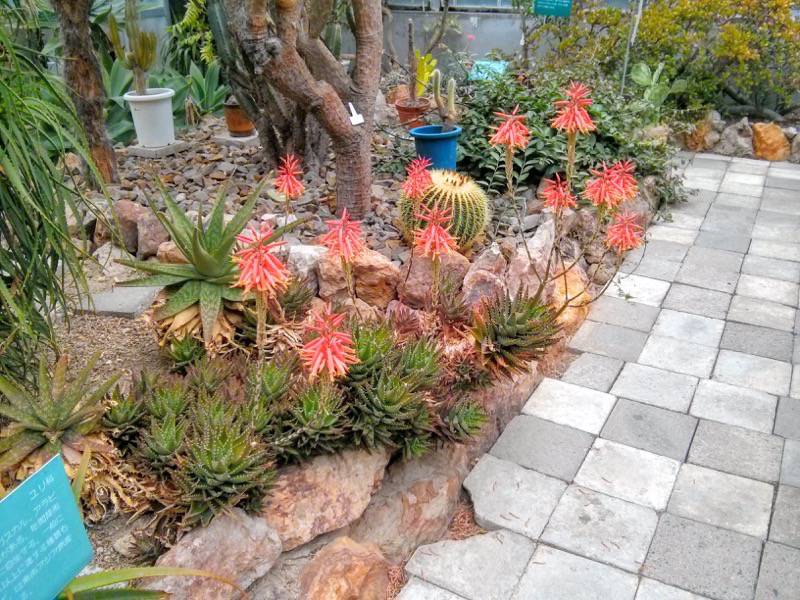 北海道大学植物園 温室園B棟３１多肉植物 ６号室