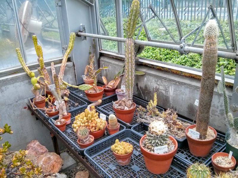 北海道大学植物園 温室園B棟２３多肉植物 ６号室