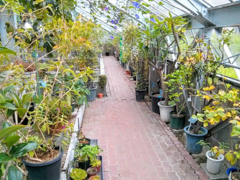 北海道大学植物園 温室園A棟１９熱帯性果実類 ４ ５号室