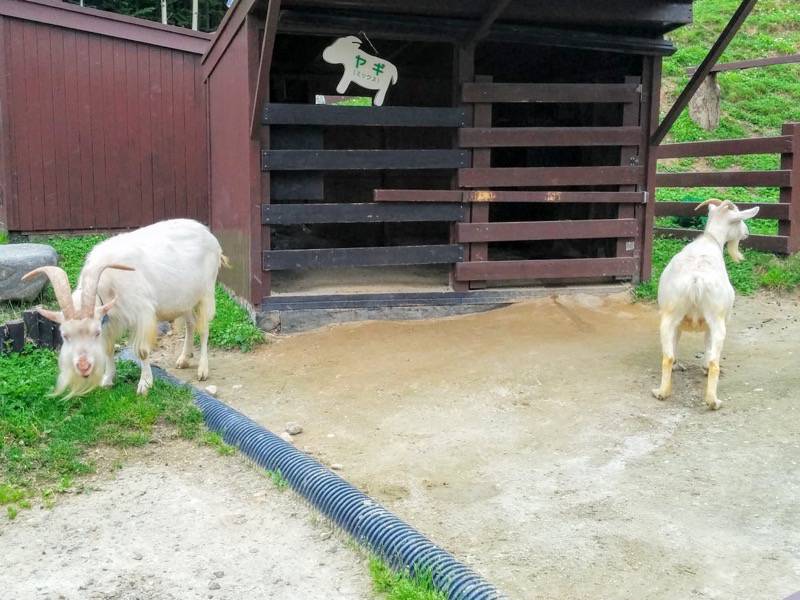 旭山動物園-ヤギ1.jpg 旭山動物園 ヤギ1