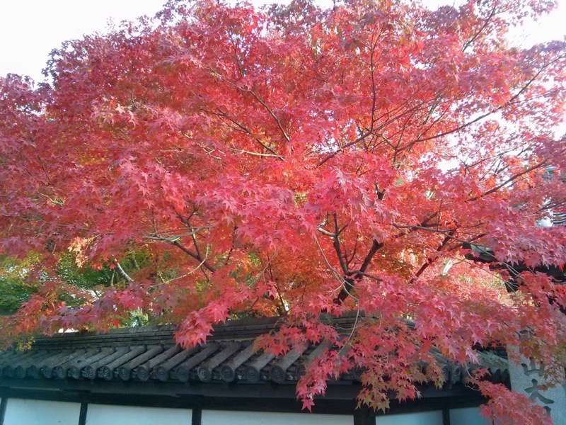 南禅寺 天授庵そばの紅葉