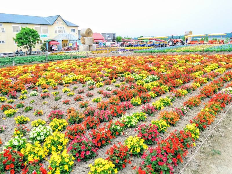 美瑛 四季彩の丘８