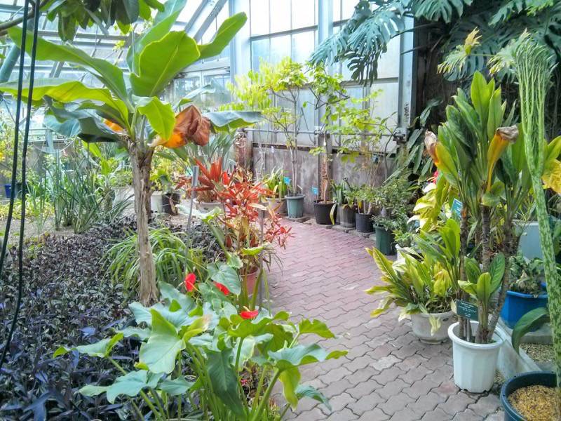 北海道大学植物園 温室園A棟１７熱帯性果実類 ４ ５号室