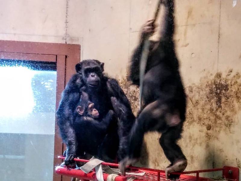 旭山動物園-チンパンジー3.jpg 旭山動物園 チンパンジー3