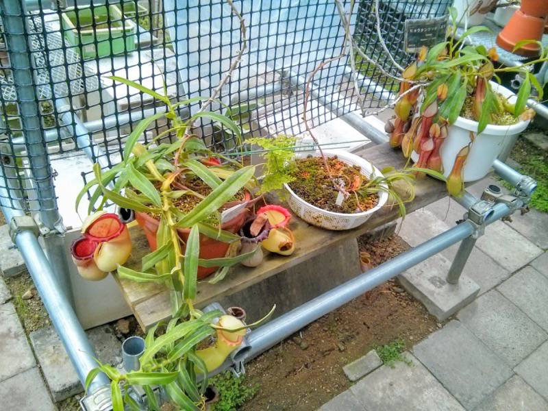 北海道大学植物園 温室園B棟２食虫植物 ８号室