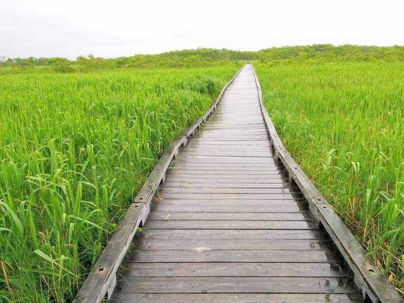 温根内木道5−2.jpg 温根内木道5−2