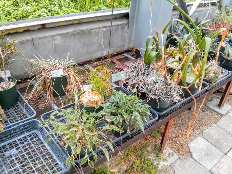 北海道大学植物園 温室園B棟２６多肉植物 ６号室