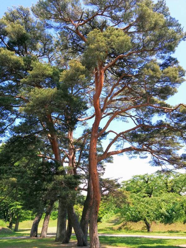 五稜郭公園-アカマツ6.jpg 五稜郭公園 アカマツ6