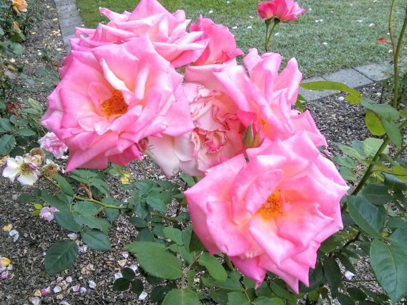 北海道大学植物園-バラ園3ピンク・パフェ.jpg 北海道大学植物園 バラ園3ピンク パフェ