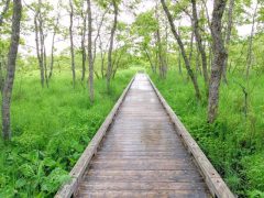 釧路湿原 温根内木道は幻想的！｜北海道釧路市