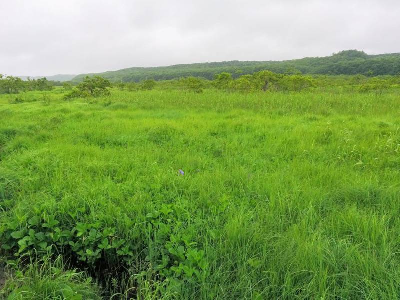 温根内木道6−3.jpg 温根内木道6−3