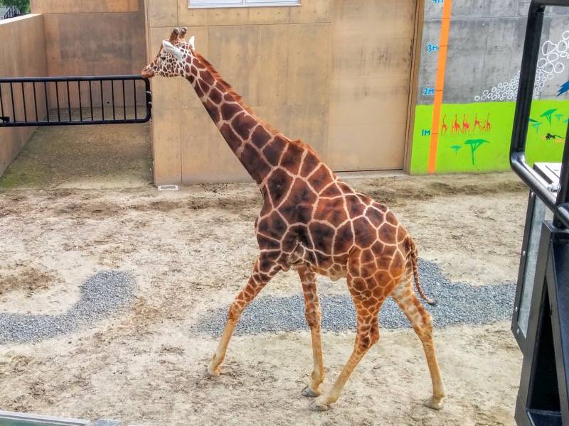 旭山動物園-アミメキリン1.jpg 旭山動物園 アミメキリン1