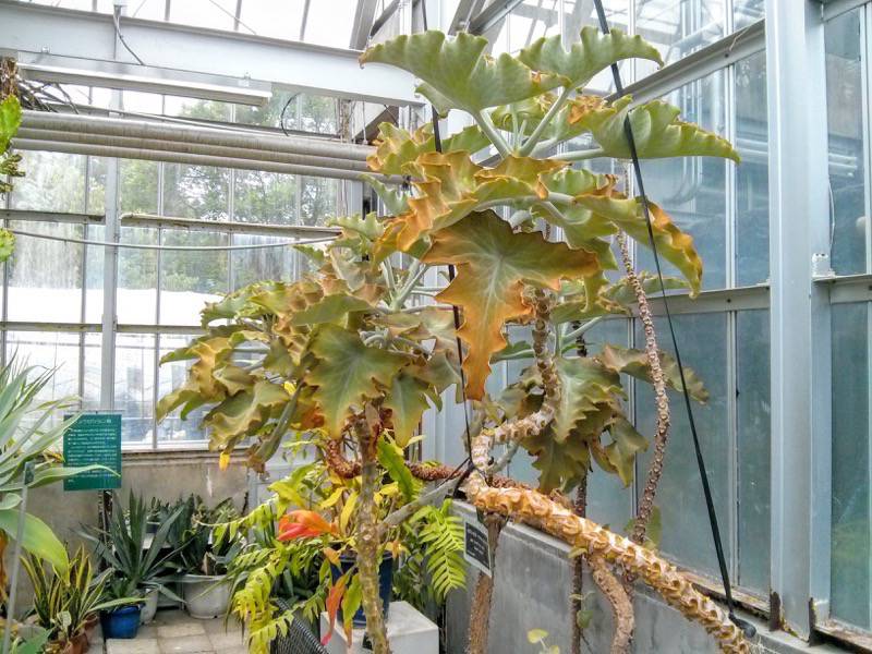 北海道大学植物園 温室園B棟１７多肉植物 ６号室