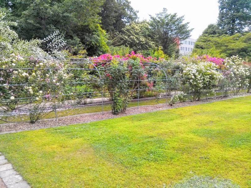 北海道大学植物園-バラ園33.jpg 北海道大学植物園 バラ園33