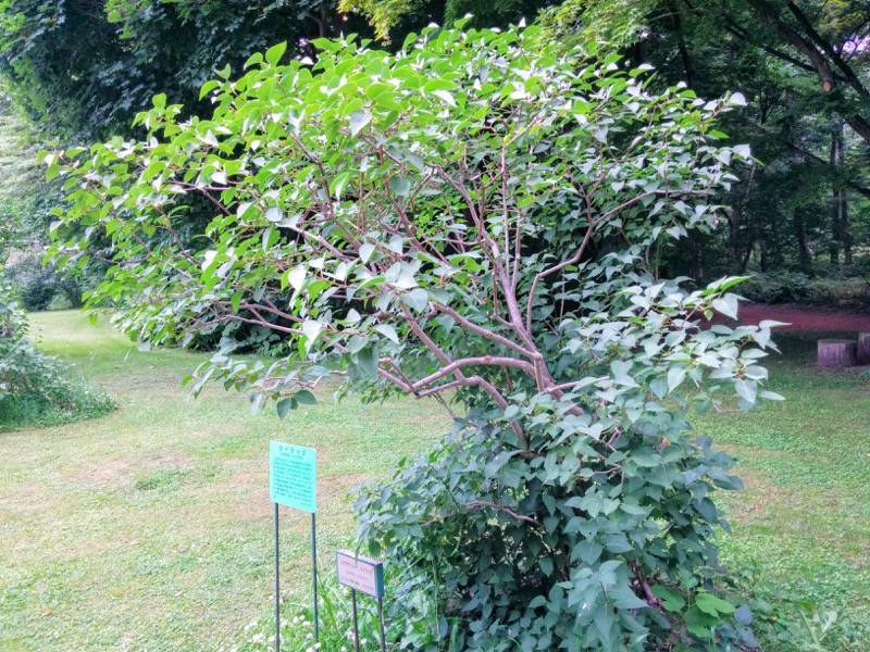 北海道大学植物園-ライラック並木2ムラサキハシドイ・ライラック.jpg 北海道大学植物園 ライラック並木2ムラサキハシドイ ライラック