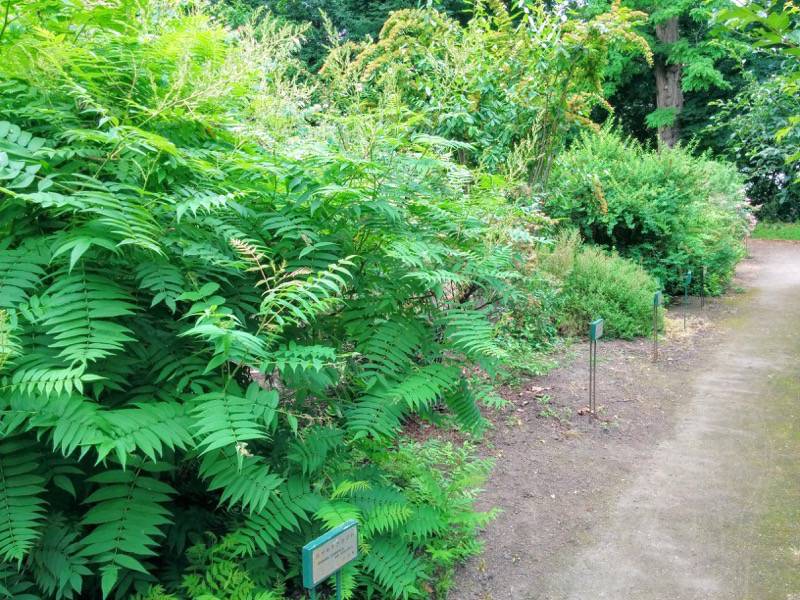 北海道大学植物園 灌木園内３