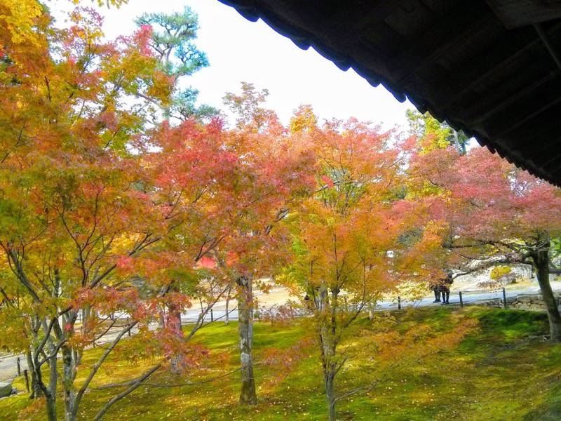 東福寺 通天橋付近の紅葉８