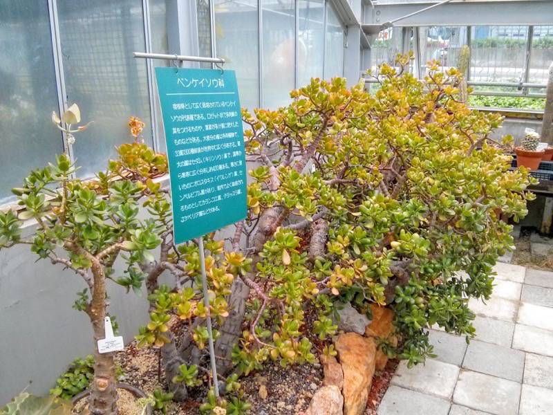 北海道大学植物園 温室園B棟１８多肉植物 ６号室