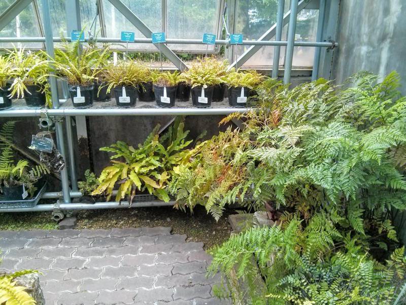 北海道大学植物園 温室園A棟１１シダ植物 ３号室