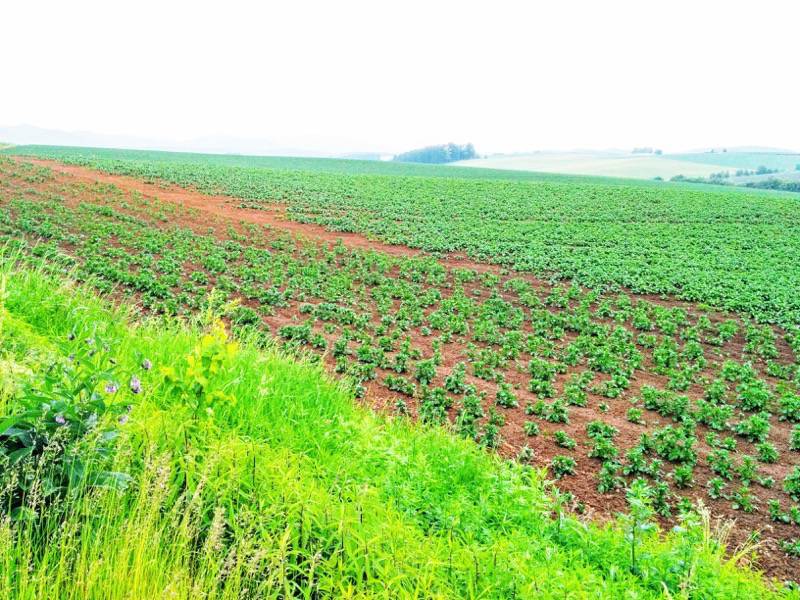 美瑛 親子の木付近の景色５