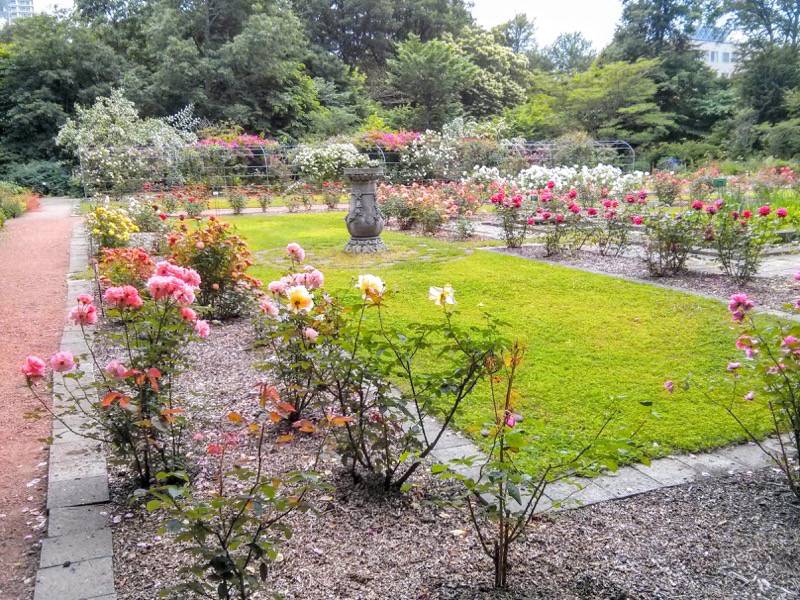 北海道大学植物園-バラ園32.jpg 北海道大学植物園 バラ園32