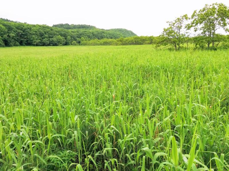 温根内木道9−5.jpg 温根内木道9−5