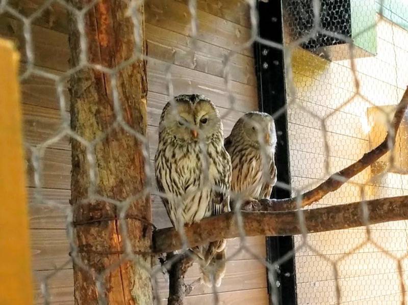 旭山動物園-エゾフクロウ.jpg 旭山動物園 エゾフクロウ