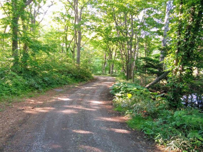 大沼公園-夕日の道1.jpg 大沼公園 夕日の道1