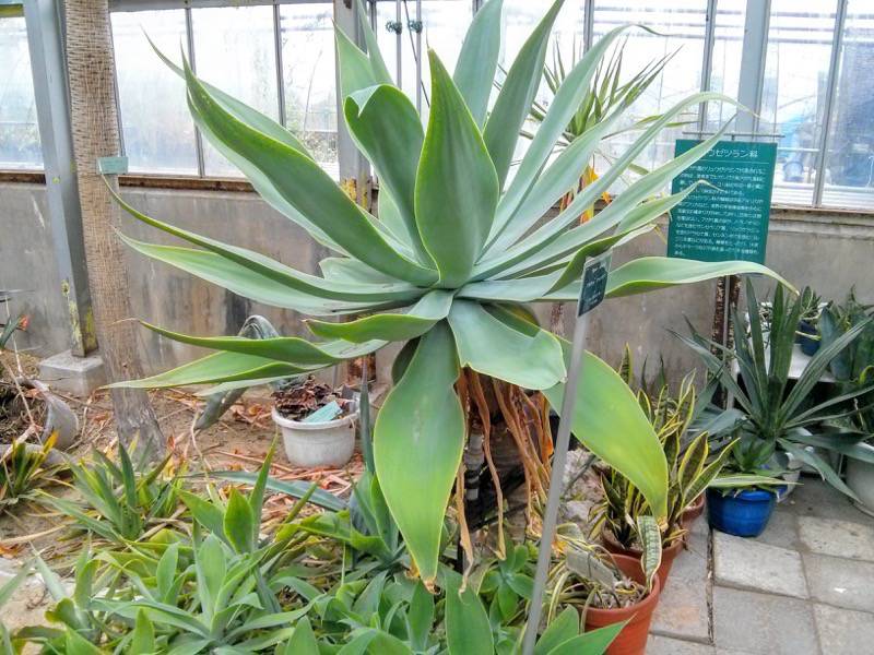 北海道大学植物園 温室園B棟１６多肉植物 ６号室