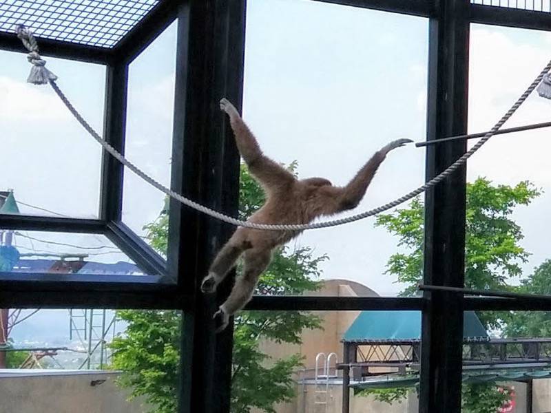 旭山動物園-テナガザル2.jpg 旭山動物園 テナガザル2