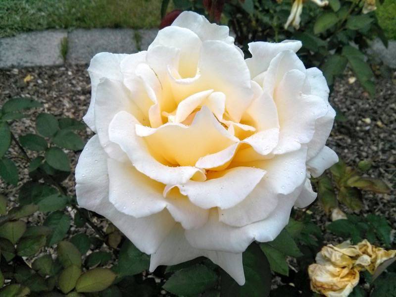 北海道大学植物園-バラ園21ガーデンパーティー.jpg 北海道大学植物園 バラ園21ガーデンパーティー