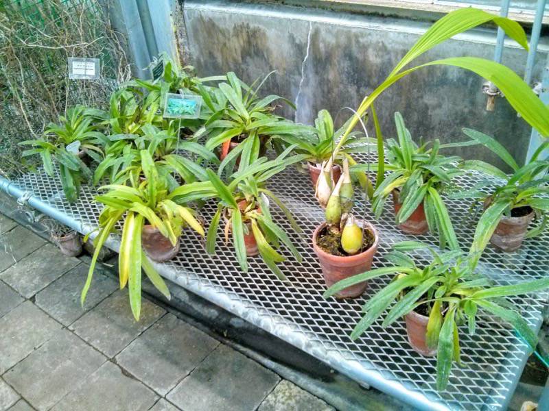 北海道大学植物園 温室園B棟１１食虫植物ラン科 ７号室