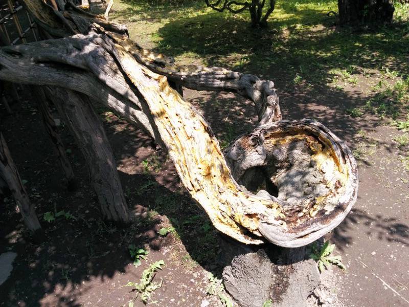 五稜郭公園-すごい形の木.jpg 五稜郭公園 すごい形の木