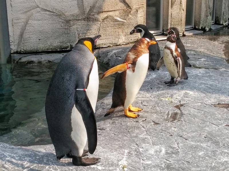 旭山動物園 ペンギン３