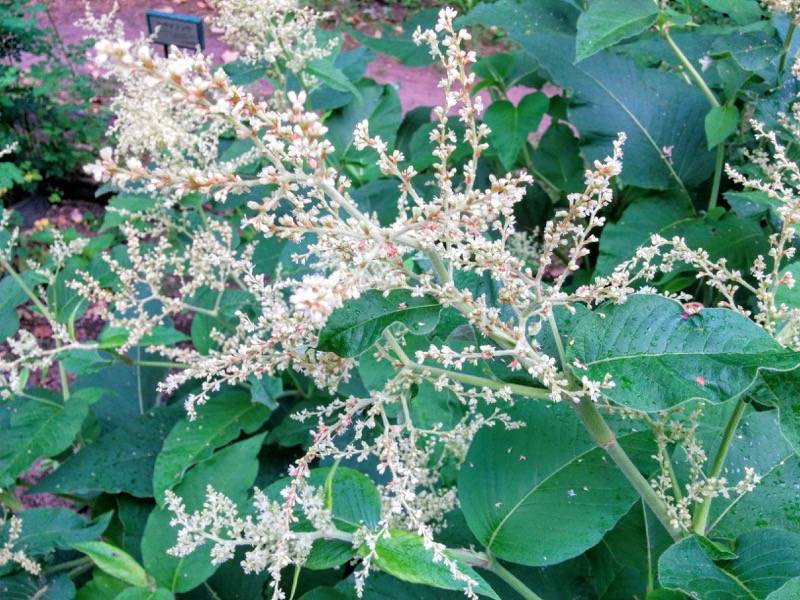 北海道大学植物園 草本分科園３ウラジロタデ２