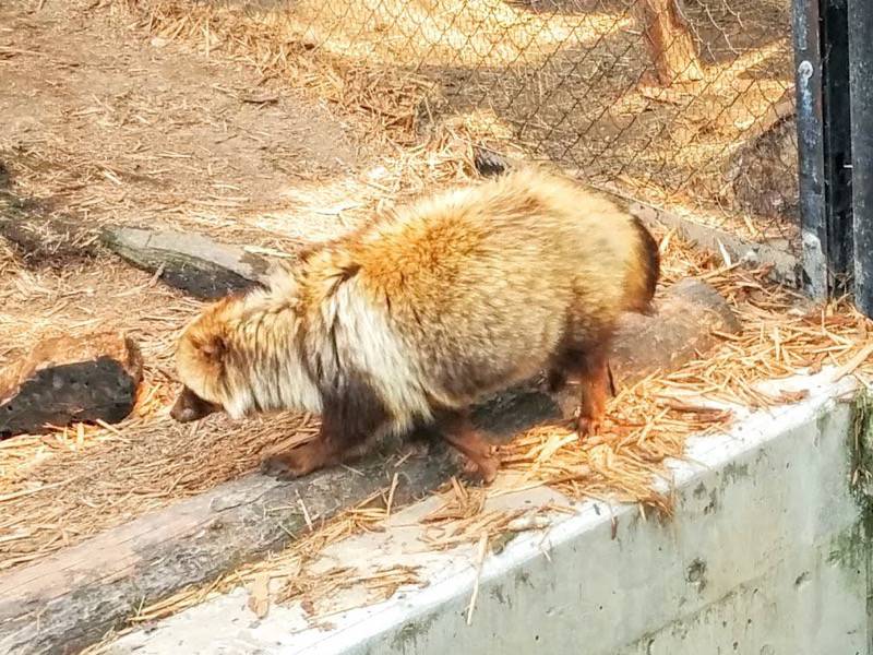 旭山動物園-エゾタヌキ.jpg 旭山動物園 エゾタヌキ