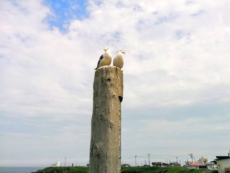 納沙布岬 かもめ２